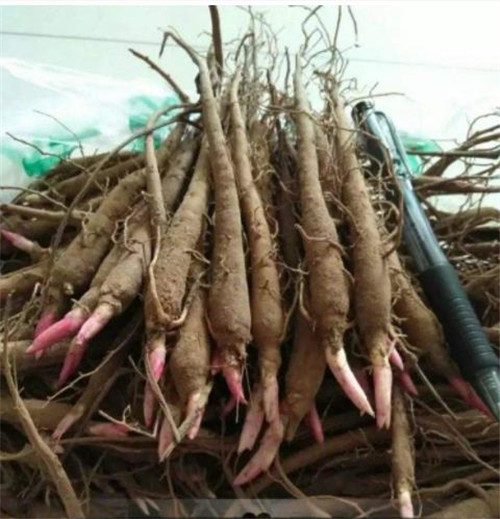 芍药苗采购田间简单***