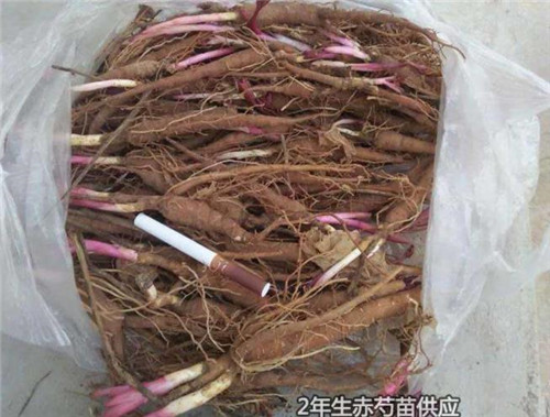 求购芍药大苗供应商电话一件