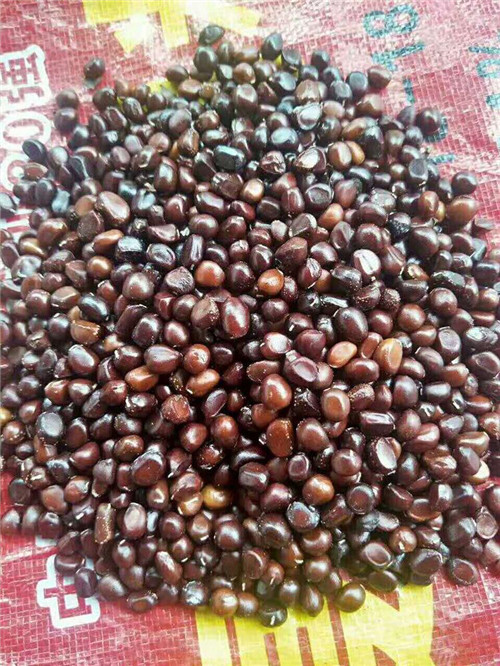 芍药苗一年开花可以打除草剂价格行情