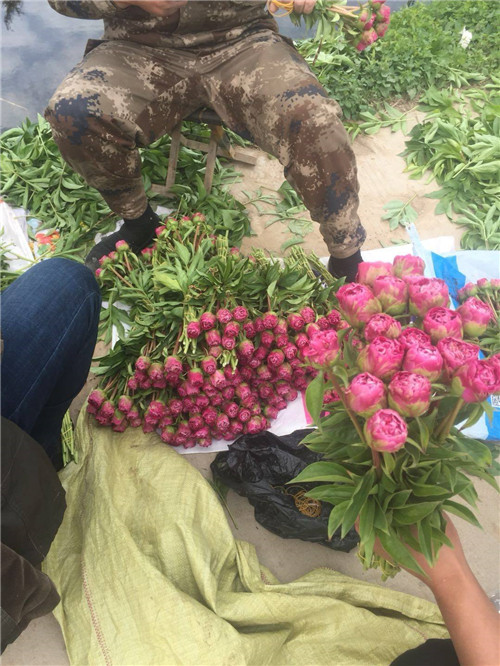 求购芍药大苗供应商电话***