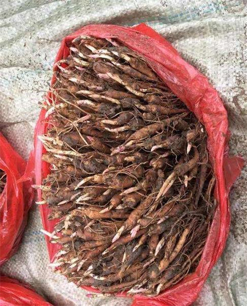 东北芍药苗***商品技术