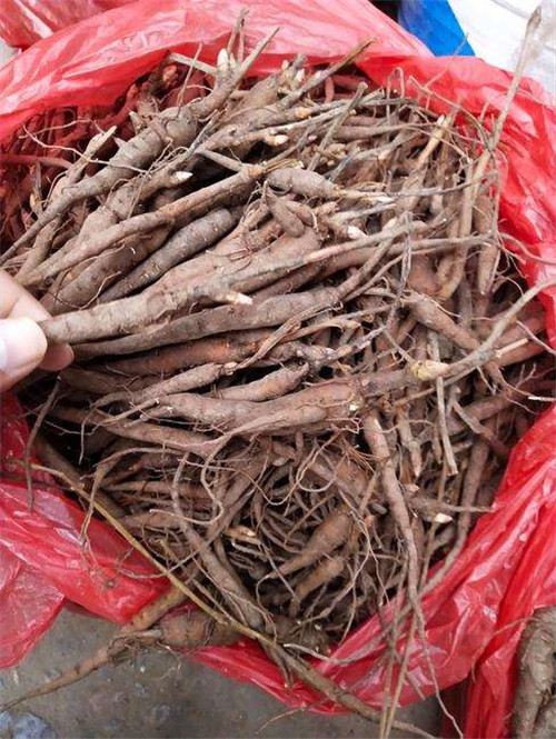 芍药苗一年开花可以打除草剂基地