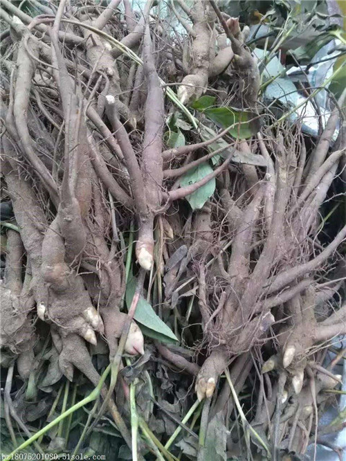 种植芍药苗供应商电话***