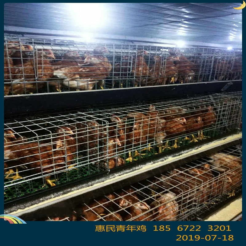 大连海兰褐青年鸡成活率 ***技巧提高海兰褐青年鸡成活率
