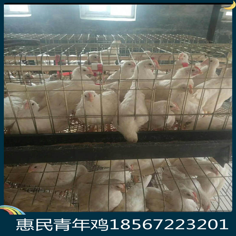 驻马店海兰灰青年鸡 海兰灰青年鸡运输注意事项