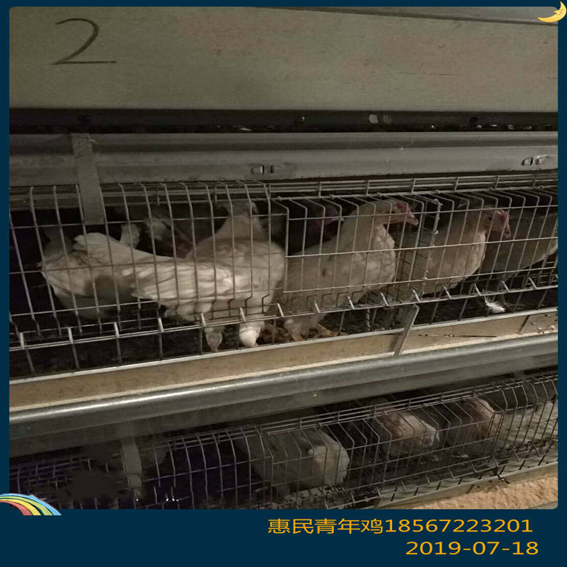 湘潭青年鸡养殖的常用设备 海兰灰青年鸡养殖场位置