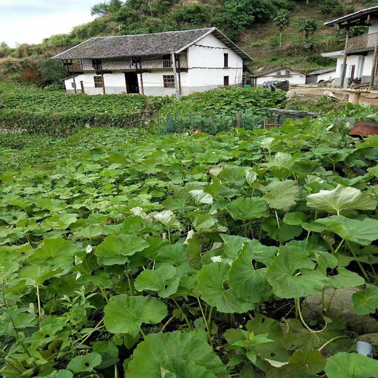 山露菜种子  野南瓜根 产地低价