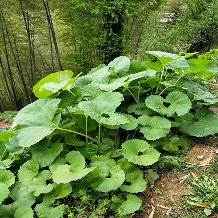 山露菜根部价格   山露菜根茎批发