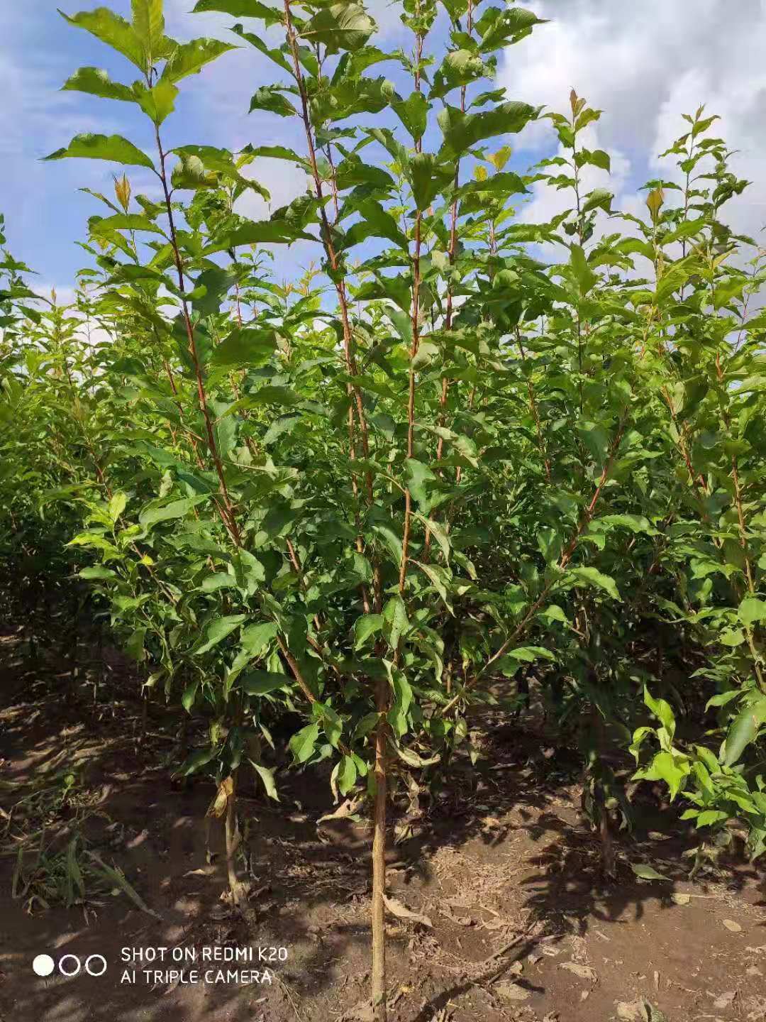 哈尔滨苗木-哈尔滨秋实苗木基地