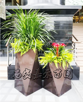 西安绿植租赁服务、二十三年信誉企业|西安嘉禾苗圃