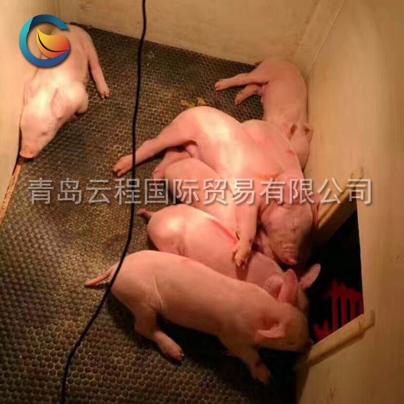 厂家***母猪产床垫 仔猪保温垫批发 保育栏橡胶垫 ***耐咬