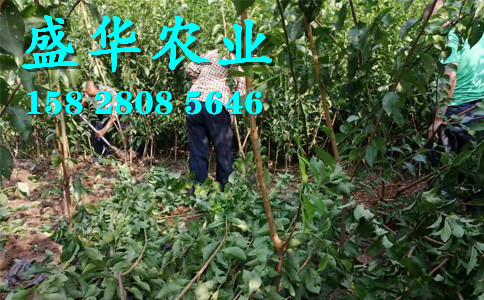 青脆李子树苗土壤改良技术。云南青脆李树苗厂家