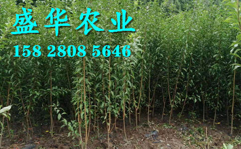 青脆李苗土壤改良原则。江苏青脆李树苗生产苗圃