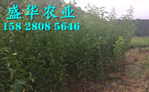 晚熟青脆李树苗土壤改良技术。安康青脆李树苗批发