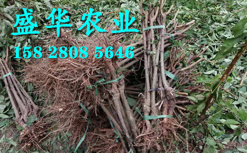 青脆李子苗土壤改良技术。恩施青脆李树苗种苗批发