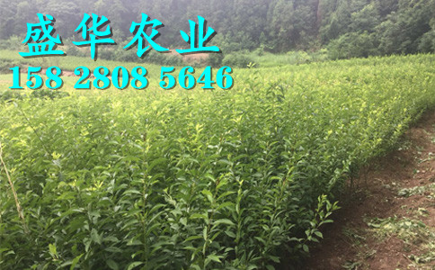 晚熟青脆李树苗土壤改良技术。茂县青脆李树苗合作社
