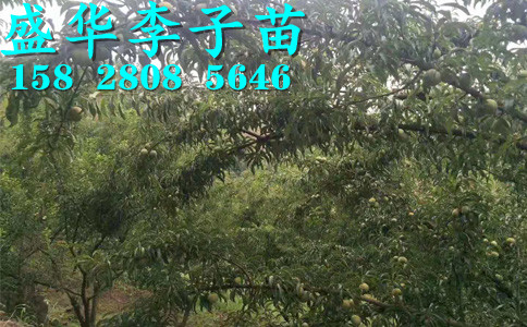 土壤改良技术。毕节青脆李树苗哪里有卖？