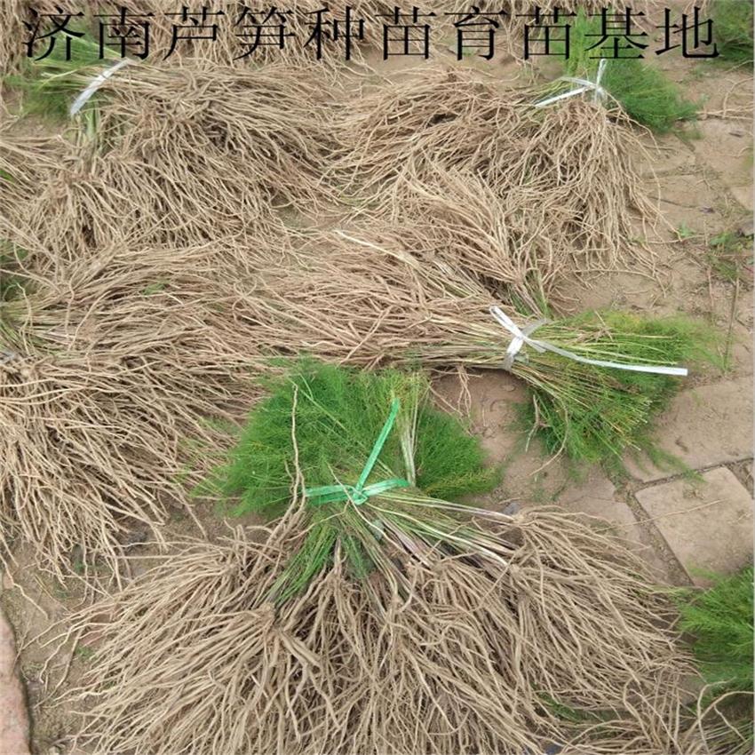 绿芦笋***种植合作社 大量供应***芦笋种苗