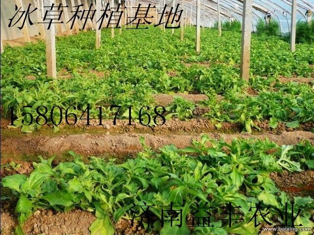 济南***蔬菜种子冰菜批发商家 进口***冰草种子销售