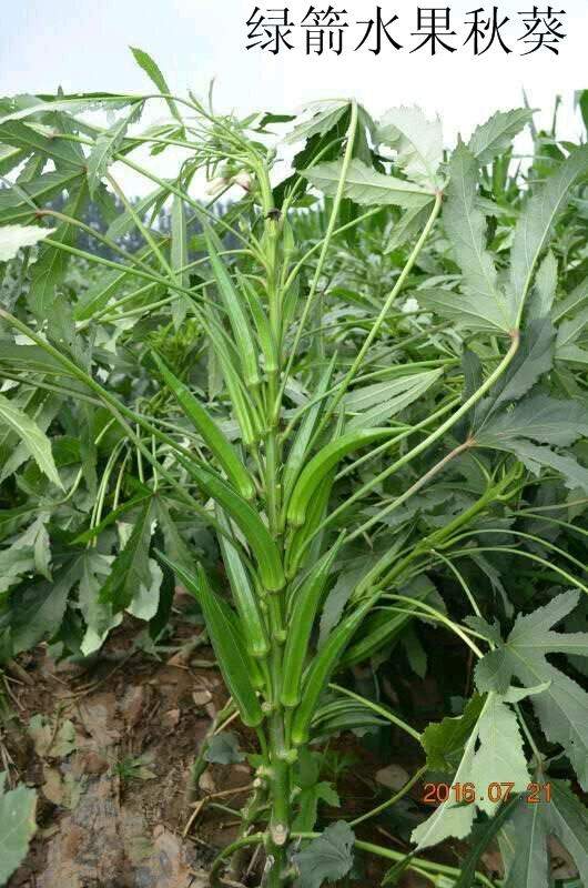 特别推荐----新进口引进细长型水果秋葵种子