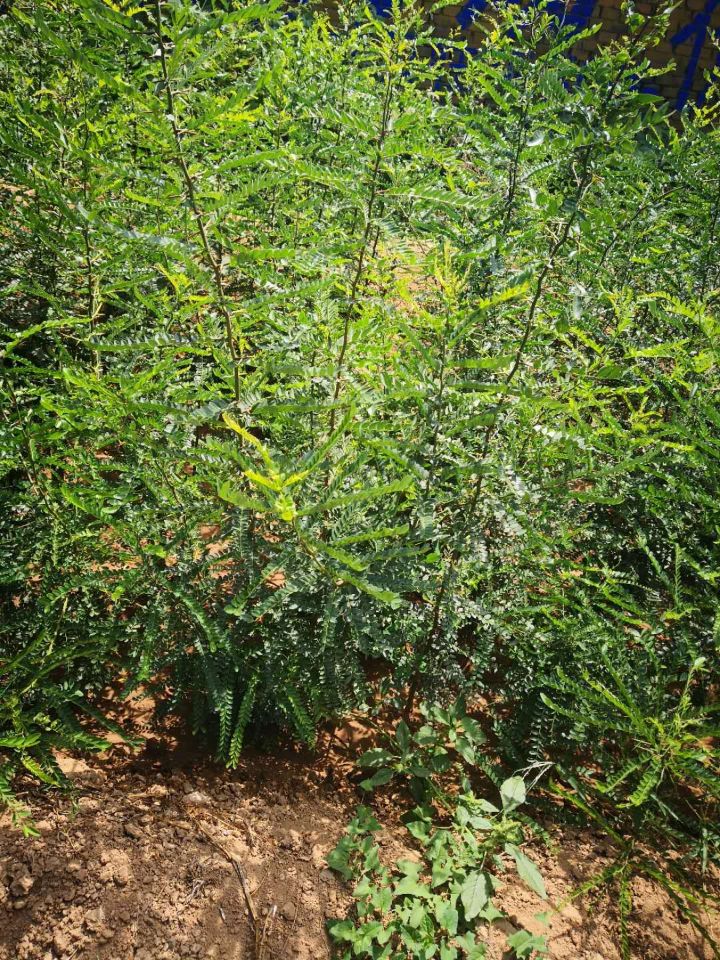 ***皂角苗价格_山西***皂角苗多少钱一棵 出售 批发