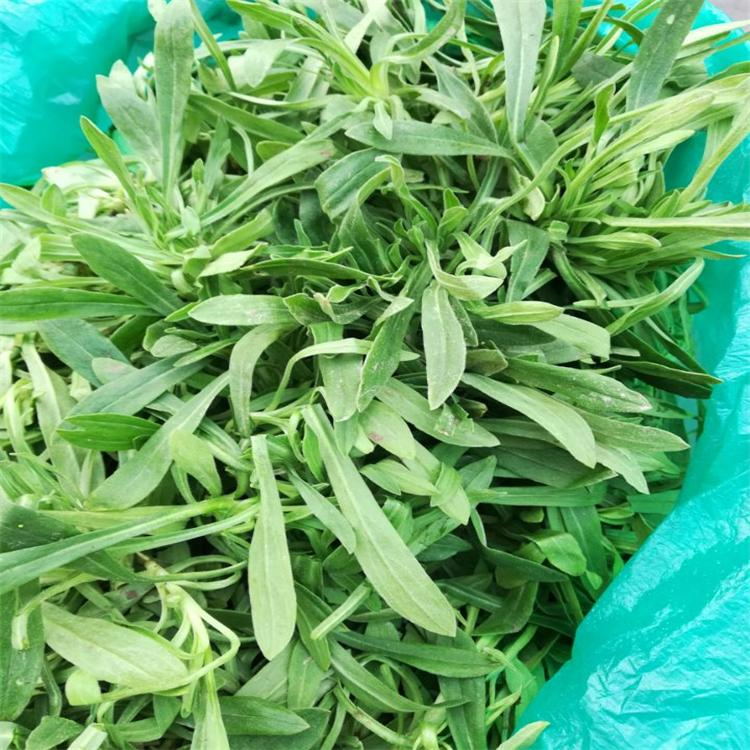 野菜种子倍受城乡居民的欢迎野菜品种 面条菜种子