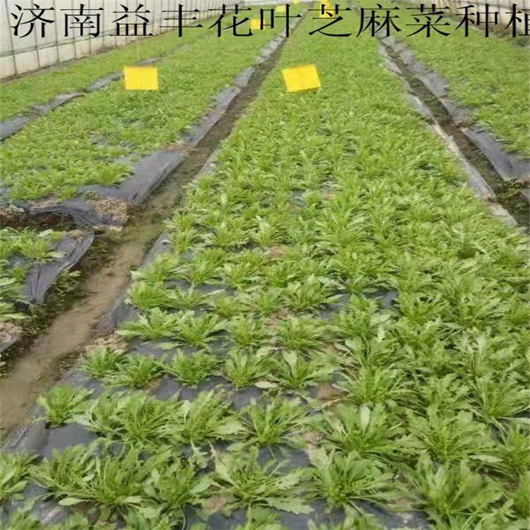 小叶芝麻菜种子 火箭菜种子绿色无公害蔬菜品种