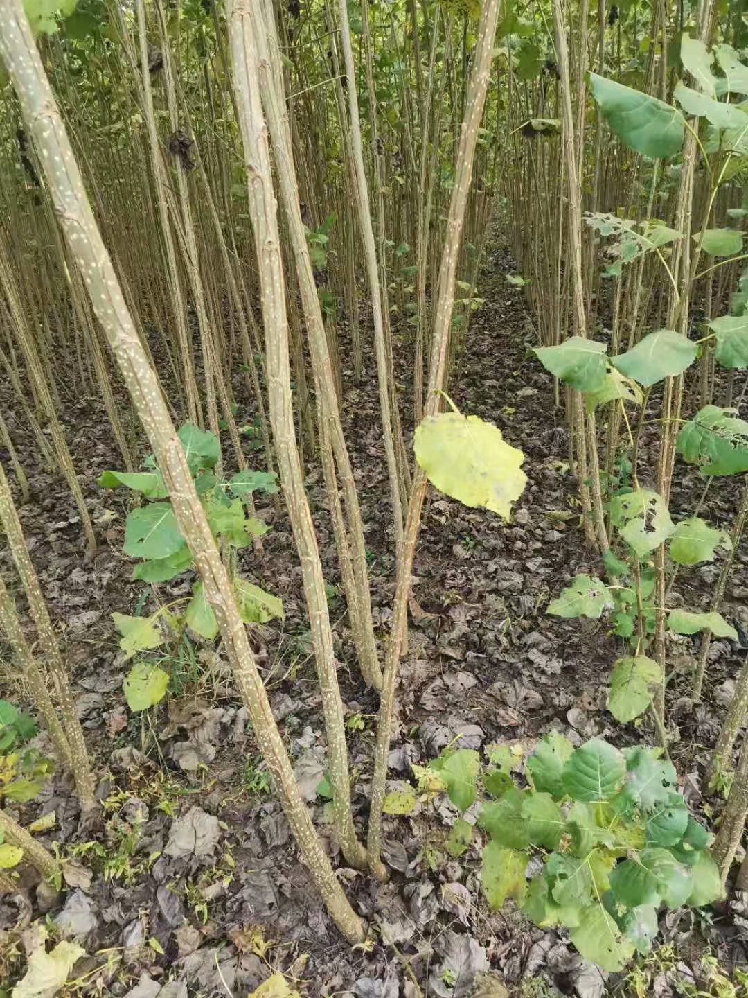 哪里有售无絮杨树苗 无絮杨树苗怎么育苗 无絮杨树苗在哪购买