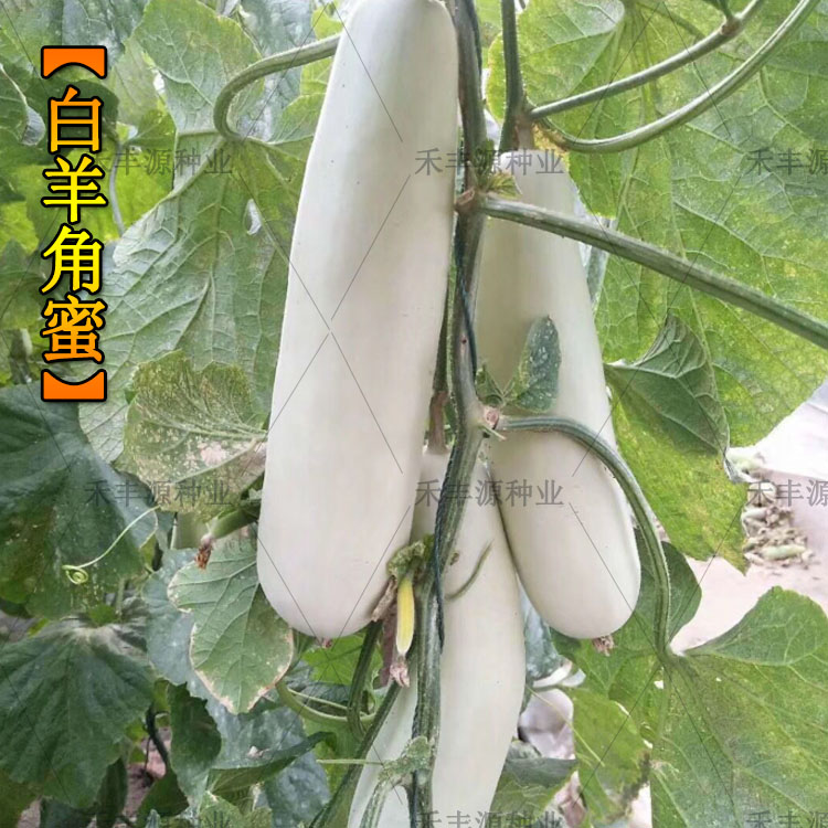 羊角蜜 甜瓜种子 春季羊角酥香瓜好吃口感好