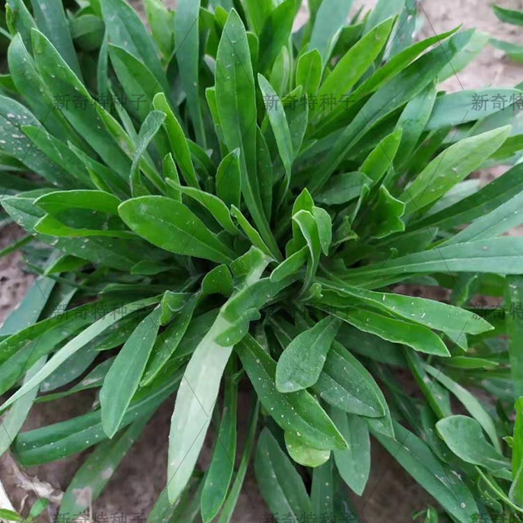 面条菜种子 野生籽四季大棚陆地均可种植上市快 好种植