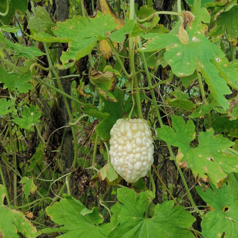 台湾苹果苦瓜种子 水果苦瓜籽 脆甜多汁 春秋种植 菜农喜爱
