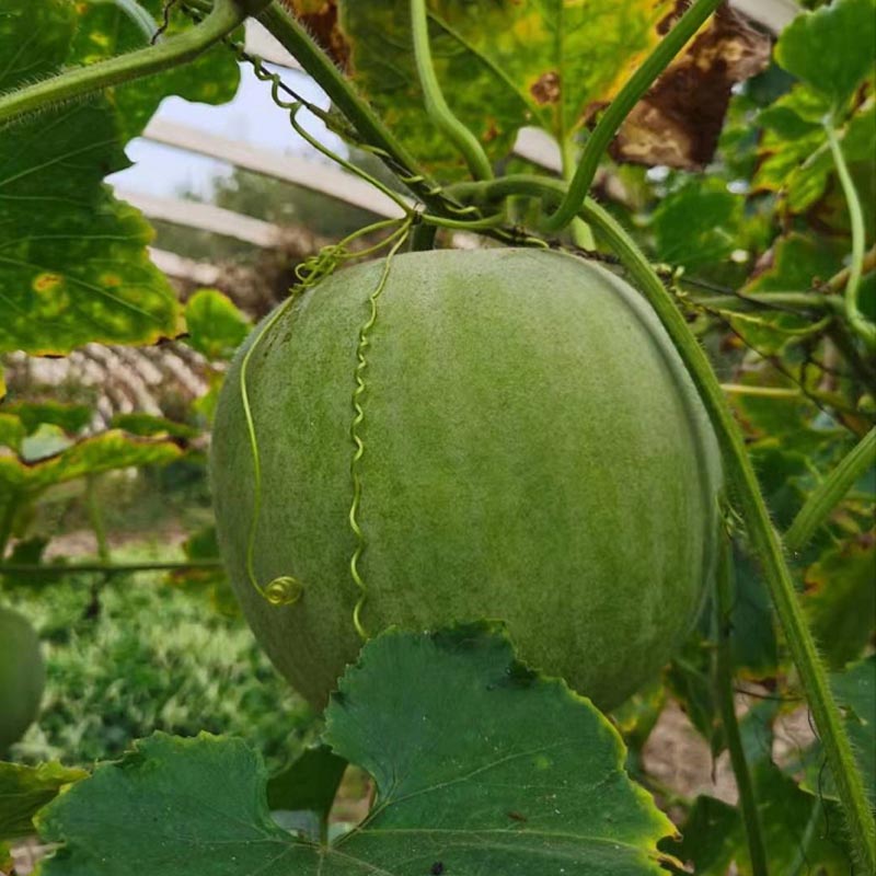 台湾香芋冬瓜种子 芋头味口感细腻基地大棚春秋 芋香小冬瓜风味