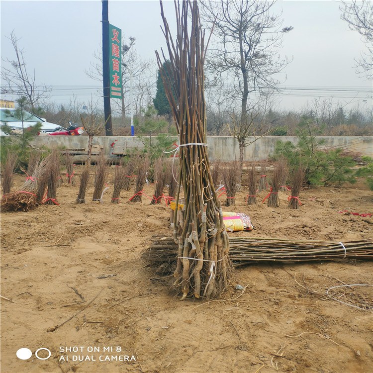 山西义隆苗木核桃苗价格批发基地
