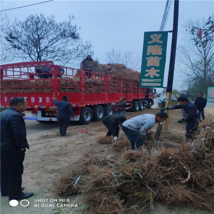 连翘苗价格 山西千亩高产***连翘苗1-2-3年生批发种植基地
