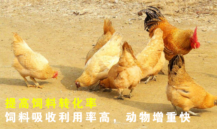 牛羊催肥药厂家***瘦吃什么容易长胖