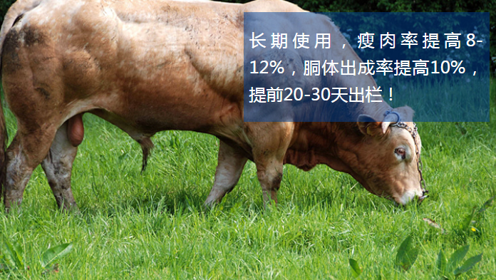 牛催肥饲料添加剂厂家***羊催肥产品哪个好