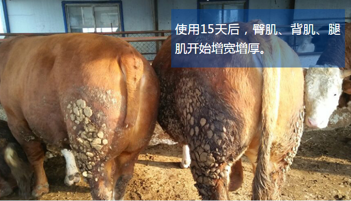 牛催肥饲料添加剂厂家***马见效牛羊催肥添加剂