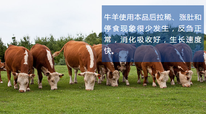 育肥牛催肥剂全国包邮牛羊短期催肥添加剂