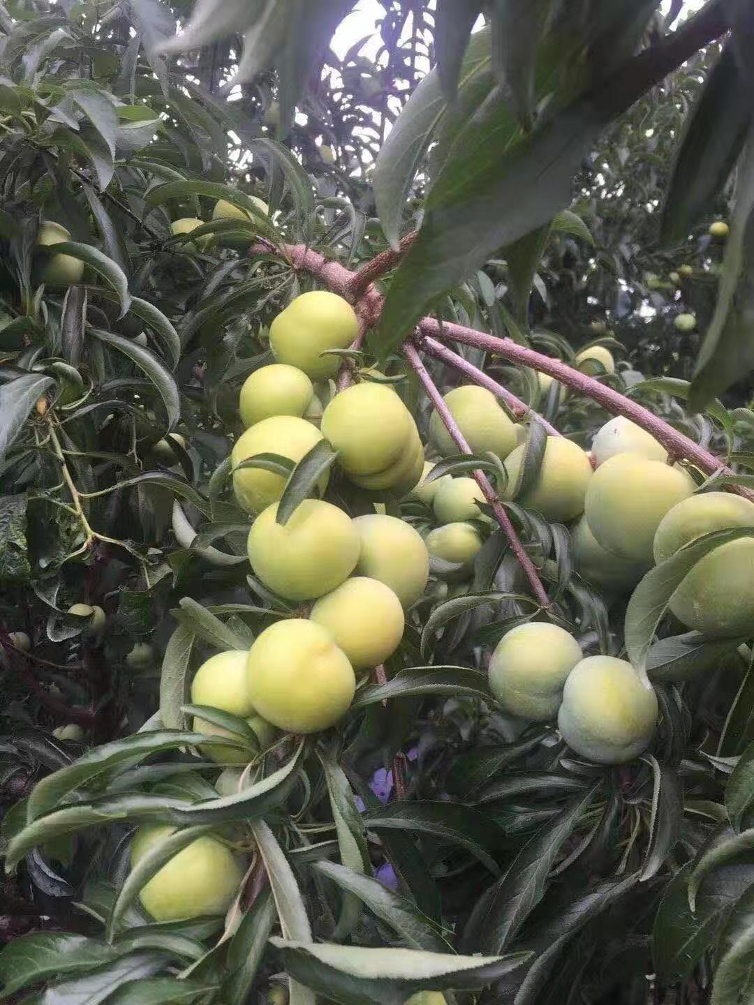蜂糖李子树苗价格，毕节***产品蜂糖李子树苗价格