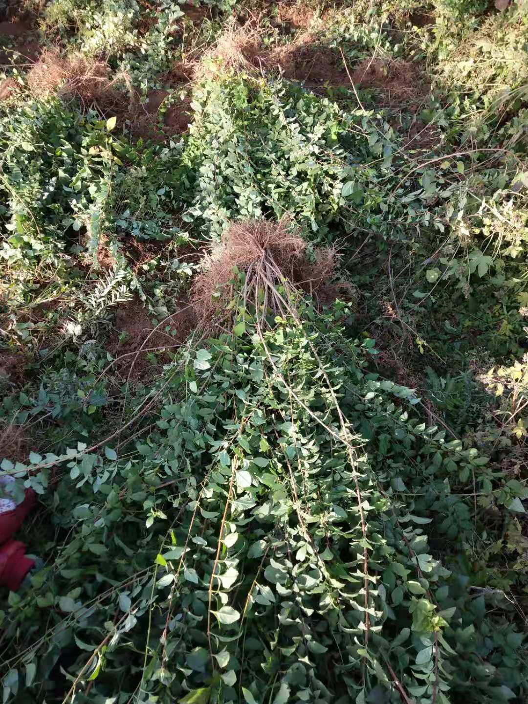 目前2年***连翘苗根系发达现挖现卖