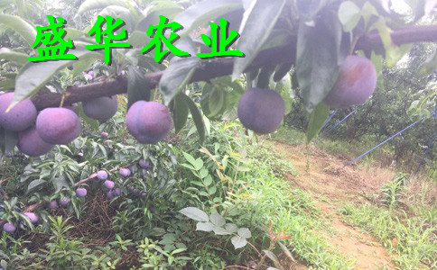 土壤改良原则。安徽青脆李树苗批发