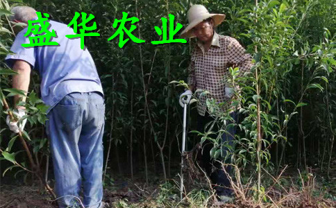 晚熟脆红李树苗土壤改良技术。汶川脆红李苗物有所值