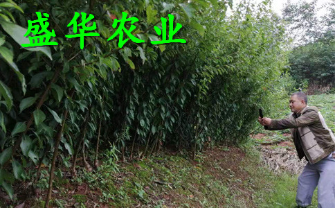 晚熟脆红李树苗品种***。广元脆红李树苗种苗批发