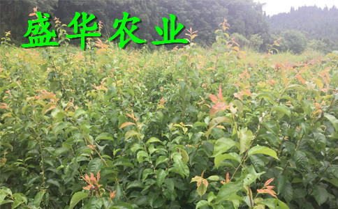 脆红李子树苗土壤改良原则。十堰脆红李苗农场