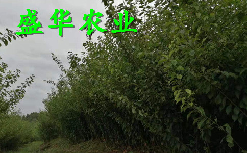 脆红李子树苗土壤改良原则。江西脆红李树苗厂家