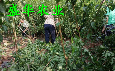 晚熟脆红李树苗品种***。安康脆红李树苗出售