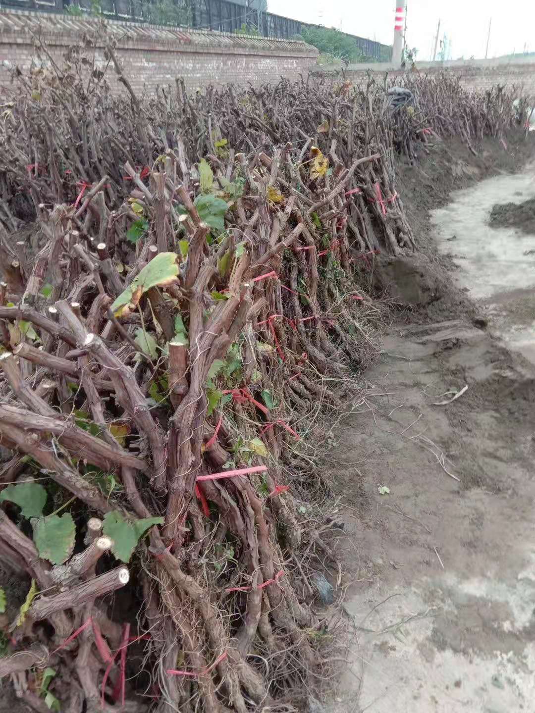 2公分占地葡萄苗 3公分占地葡萄树批发