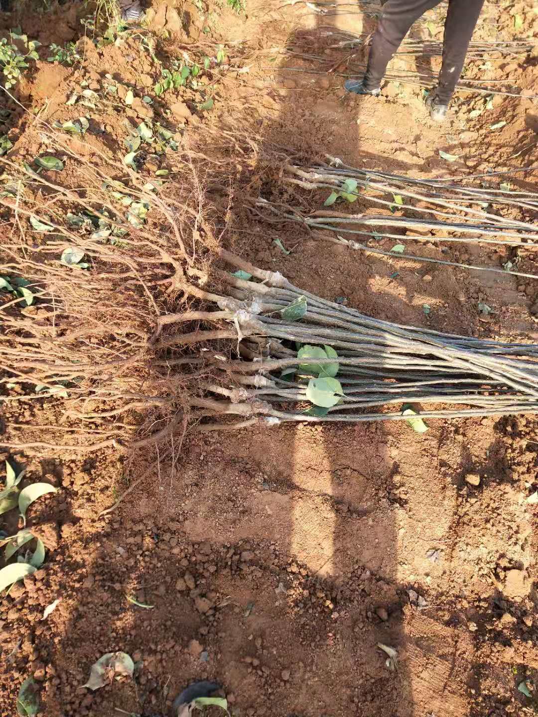 目前玉露香梨树苗价格  基地玉露香梨树苗多少钱一棵？