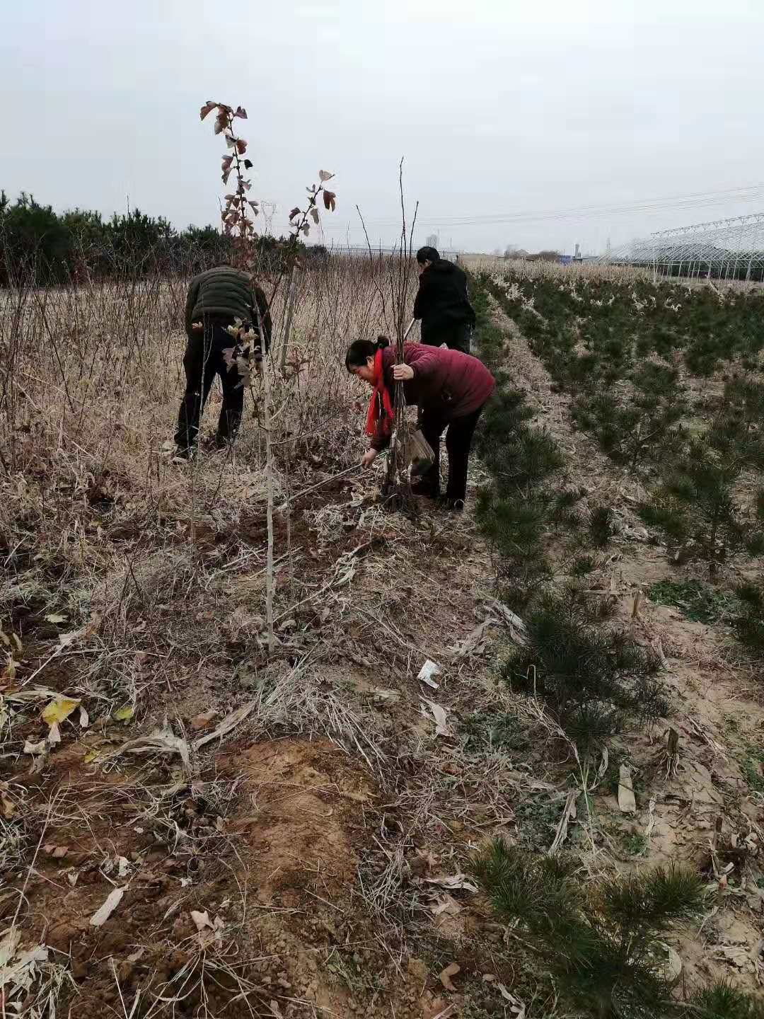 今年大五楞山楂苗==大金星山楂苗联系电话