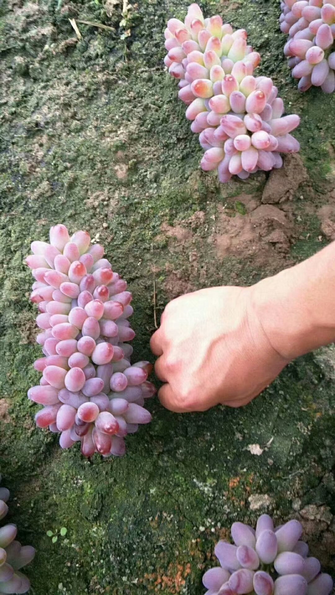吉林杨坤苗圃茉莉香葡萄苗嫁接芽眼饱满